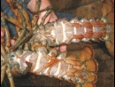 Fresh Live Atlantic Lobster direct from Nova Scotia - Click To Enlarge