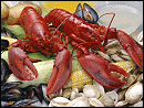 Fresh Live Atlantic Lobster direct from Nova Scotia - Click To Enlarge